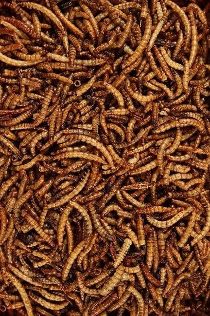 MACZNIK-SUSZONY-100G-DLA-ZOLWIA-JASZCZURKI-RYB-Marka-Glopex.jpg