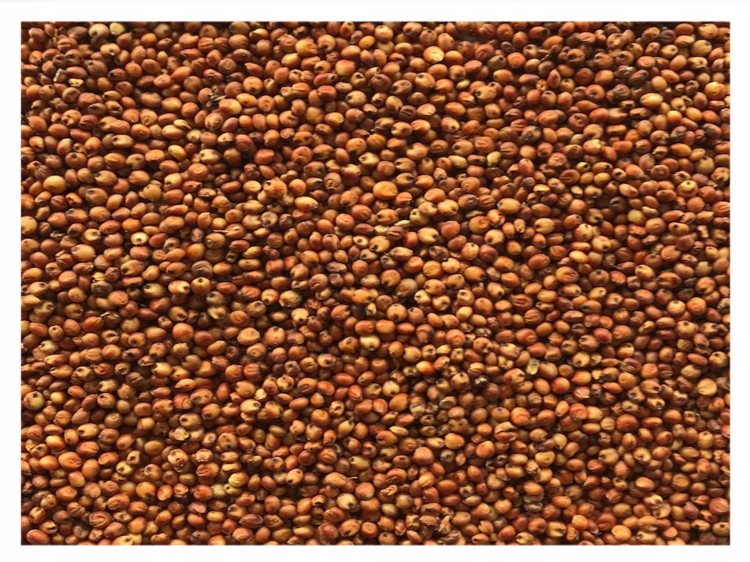 sorgo czerwone.jpg