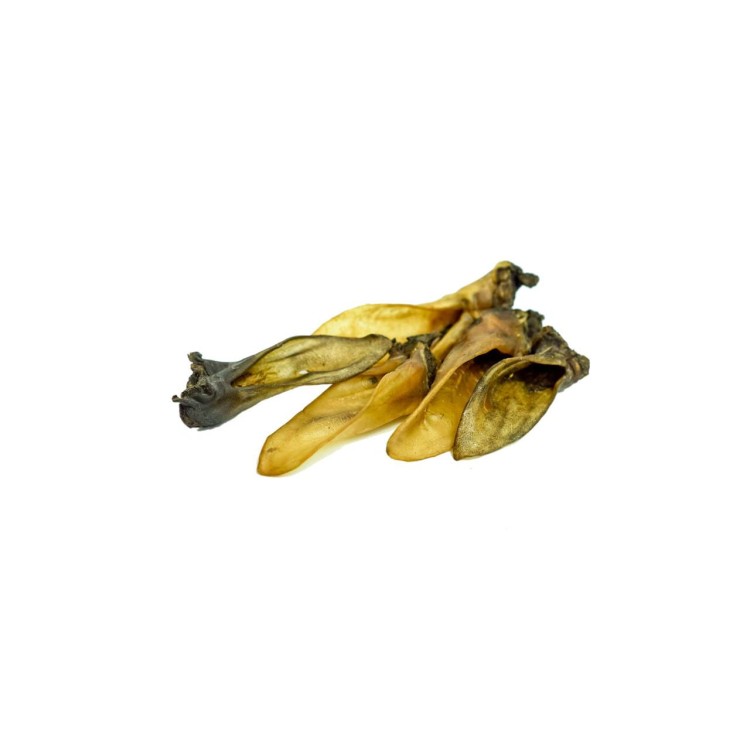 ucho baranie.jpg